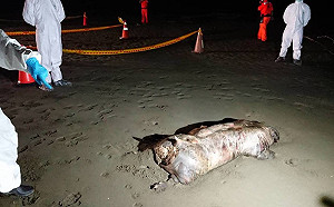 台南急水溪海灘驚見漂流豬屍！現場緊急封鎖送檢