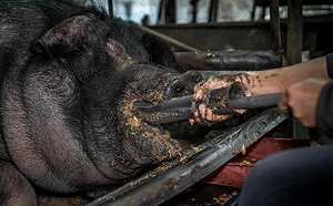 終止神豬比賽連署達門檻！陳吉仲：準備好了會對外說明