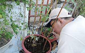 台南再增一例本土登革熱！疑母赴泰旅遊傳染兒子