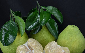 「辭水」之後更好吃？揭開你不知道的文旦冷知識