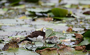 (影)從數量瀕危到破千隻！《雉在菱里》紀錄近20年水雉復育路