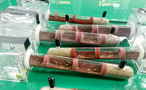 網路公然販售！防檢局查獲23種螞蟻恐危害農作物