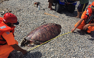 盾片數量異常！七星潭驚見死亡綠蠵龜 19日派員調查