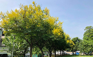 秋季花兒換新裝！台中公園賞花情報大公開
