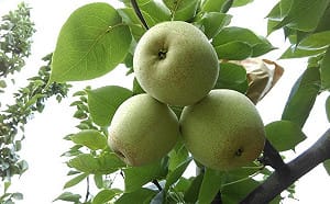 皮一起吃更健康！梨子營養價值、好處看這裡