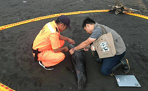 今年第五例！宜蘭大福沙灘發現死亡鯨豚擱淺