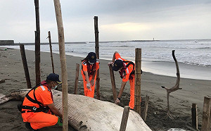 海洋悲歌再一起！罕見長鬚鯨擱淺陳屍外埔漁港沙灘