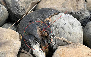 彰縣淨灘活動驚見豬屍！封鎖現場待採樣化驗