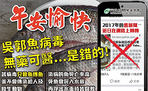 吳郭魚病毒訊息又起！農委會闢謠：無食安問題