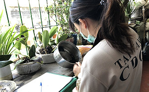 北市文山區首見本土登革熱！個案曾至高雄、嘉義旅遊