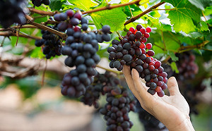 總抗氧化力獨占鰲頭！四色葡萄營養價值大解密