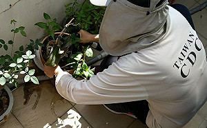 新北又增一例屈公病！中和國強嶺群聚感染達20例