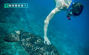摸一下就30萬！海巡署列「六大守則」籲民眾勿摸海龜