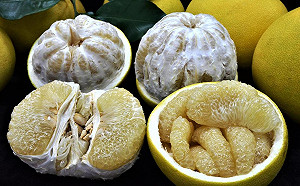 香甜大白柚正對時！農委會3要訣助你輕鬆挑選