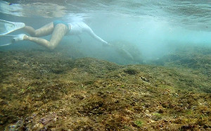 就是不聽勸 法籍男子琉球戲海龜送辦