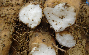 熱量低又吃得飽！山藥三大營養價值報你知