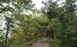 山毛櫸換新衣！太平山翠峰景觀道路19日起假日實施交管