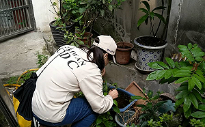 新北樹林再增1例登革熱！菜園群聚感染達5例