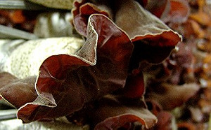 食用黑木耳竟中毒身亡？衛生局闢謠：遵守5原則避食物中毒