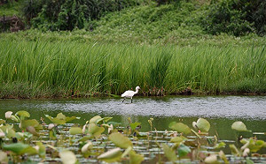 秋天賞鳥好季節！動保處「3原則」杜絕禽流感傳染