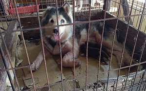 給牠們一個家！雲林破非法養殖場 226隻犬貓開放認養