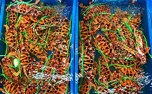 東北風神助攻！新北萬里蟹產量增價格回穩