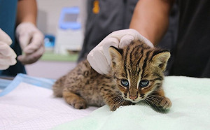 藍委批石虎路殺炒新聞！？保育協會痛批：應對第一線人員道歉