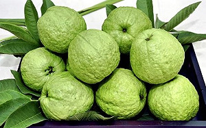 芭樂終於要進美國了！台美正式簽署輸美工作計畫