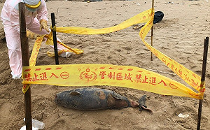 今年第13隻！馬祖又見死亡保育類鯨豚