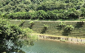 秋高氣爽踏青去！三貂嶺河岸步道親近活化石「筆筒樹」