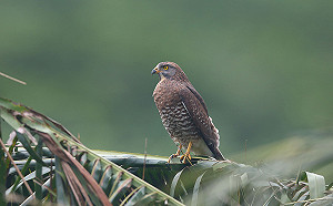 生態保育有成果！墾丁赤腹鷹灰面鵟鷹過境雙破31年紀錄