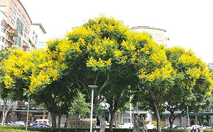 今年秋天沒有比較涼！天氣小編點出這2大原因