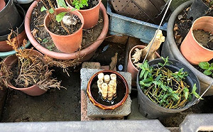 歷年同期最高！登革熱境外移入案例持續增加