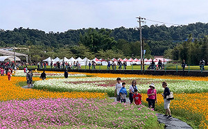 桃園花海節登場！大溪展區17公頃花海讓你快門按不停