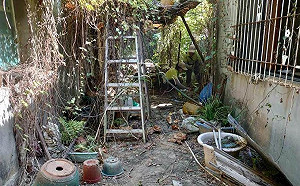 夏季病毒來襲！四大預防撇步讓你健康度過