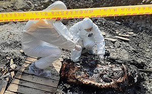 虛驚一場！新北養豬場誤燒病死豬  確認未感染非洲豬瘟