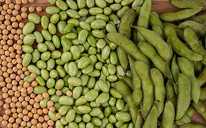 不吃肉也能營養均衡！一次認識4種富含蛋白質豆類