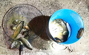 民眾闖富山保育違規採捕！最重可罰15萬元