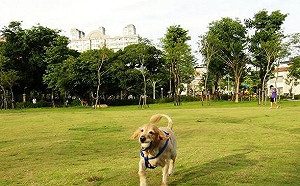 毛小孩也能吃素嗎？動保處提醒：注意營養均衡