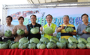 台灣甘藍進軍越南！售價高2倍仍超搶手