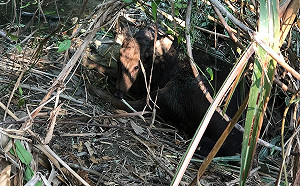 保育類台灣水鹿命喪捕獸鋏！農業局：最高可處5年有期徒刑