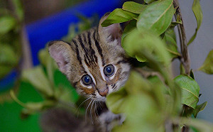 石虎路殺頻傳！苗縣2路段夜間擬降速10公里