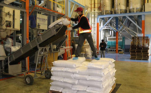 通過608項農藥檢驗！1140公噸台灣米銷日創歷史新高