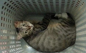 別再害怕愛滋貓！動保處：把握4原則也能健康長大