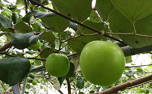 蜜棗維生素C大勝柳橙！黑棗紅棗也成食補生力軍