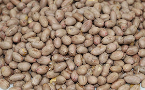 網謠傳花生價低農民親送迪化街販售！農糧署：已蒐證提告