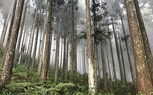 領先全球！用區塊鏈防盜伐  台灣木材有身分證了