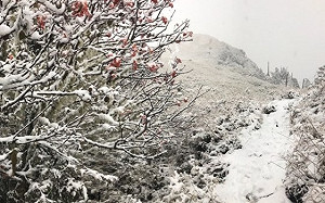 冰雪奇緣在台灣！雪山大雪紛飛成了冰雪世界超壯觀
