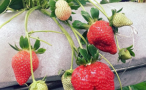 草莓農藥多吃了傷身?別再誤信這三大草莓謠言