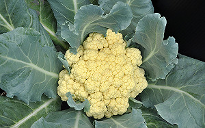 維生素C勝檸檬！5個你該知道的花椰菜、青花菜小知識